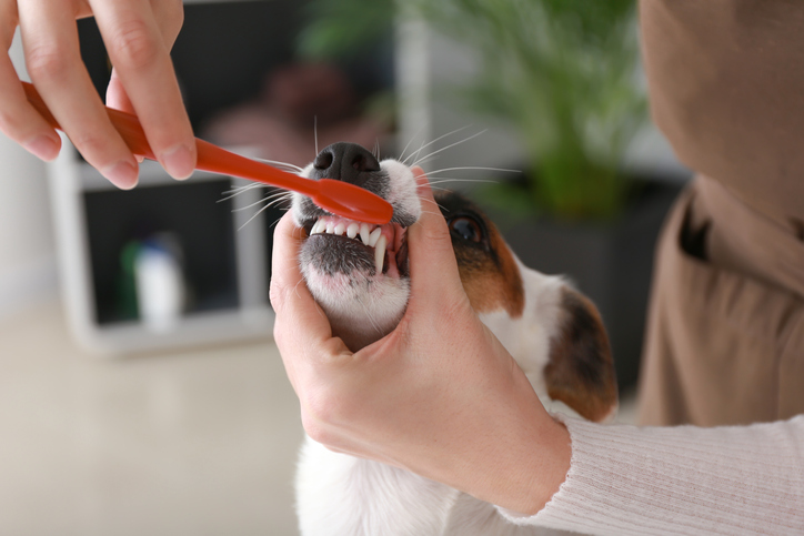 How Healthy Is Your Pet’s Mouth?